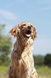SETTER ANGLAIS 217